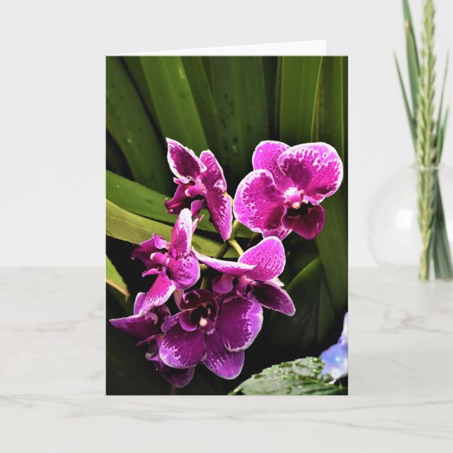 Orchidée, carte (Devant)