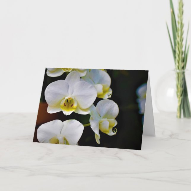 Orchidée, carte (Devant)