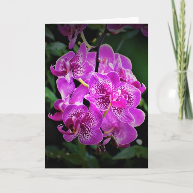 Orchidée, carte (Devant)