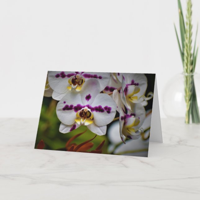 Orchidée, carte (Devant)