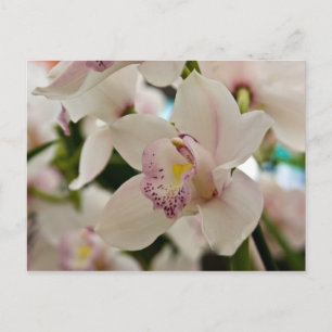 Orchidée ・ Carte postale