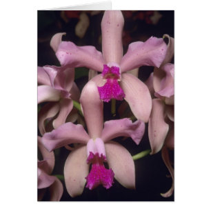 Orchidée (Cattleya amethystoglossa), est