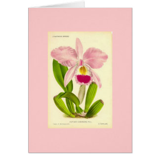 Orchidée - Cattleya Gaskeliana