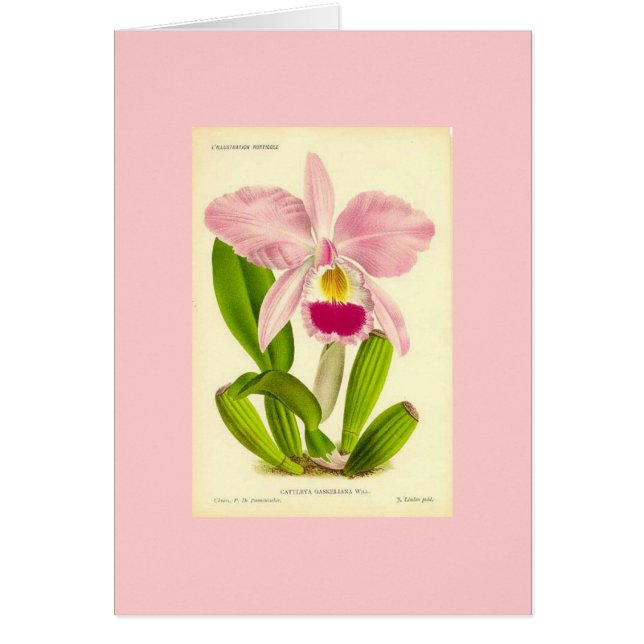 Orchidée - Cattleya Gaskeliana (Devant)