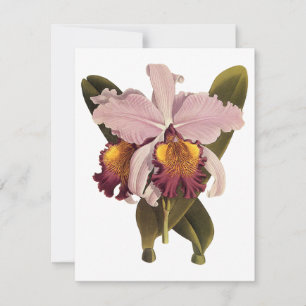 Orchidée Cattleya Violette Vintage, Fleurs Tropica