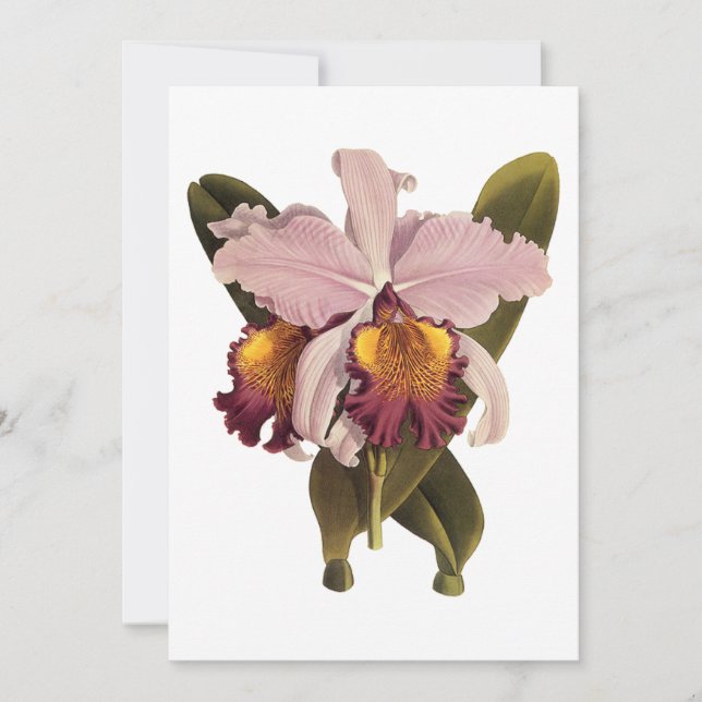 Orchidée Cattleya Violette Vintage, Fleurs Tropica (Devant)