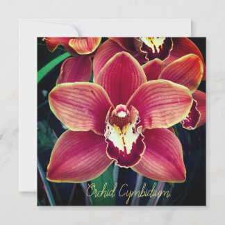 Orchidée. Cymbidium