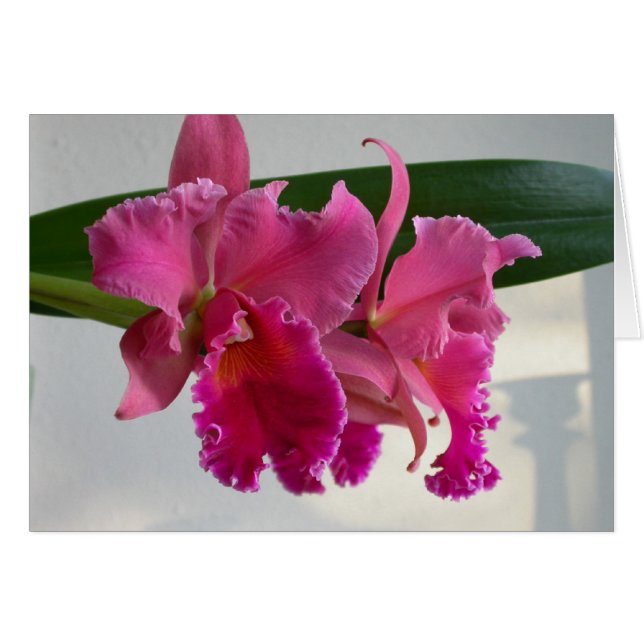 Orchidée de Cattleya (Devant horizontal)