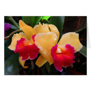 Orchidée de Cattleya