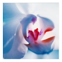 Orchidée de couleur Acrylique Mur Art