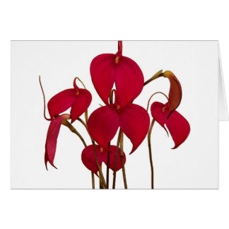 Orchidée de Masdevallia - carte