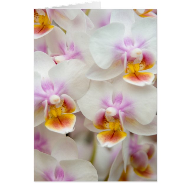 Orchidée de Phalaenopsis (Devant)