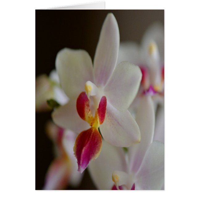 Orchidée de Phalaenopsis (Devant)