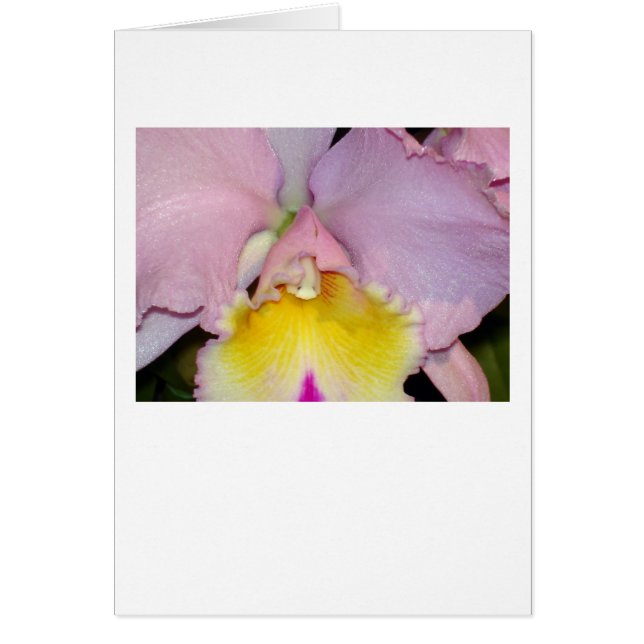 Orchidée de printemps (Devant)