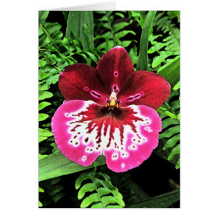 Orchidée d'orchidée d'orchidée
