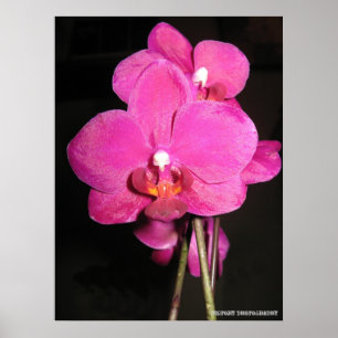 Orchidée en affiche de fleur