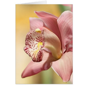 Orchidée Fleur Simple Rose Joyeuses Pâques