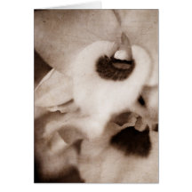 Orchidée gothique - Carte