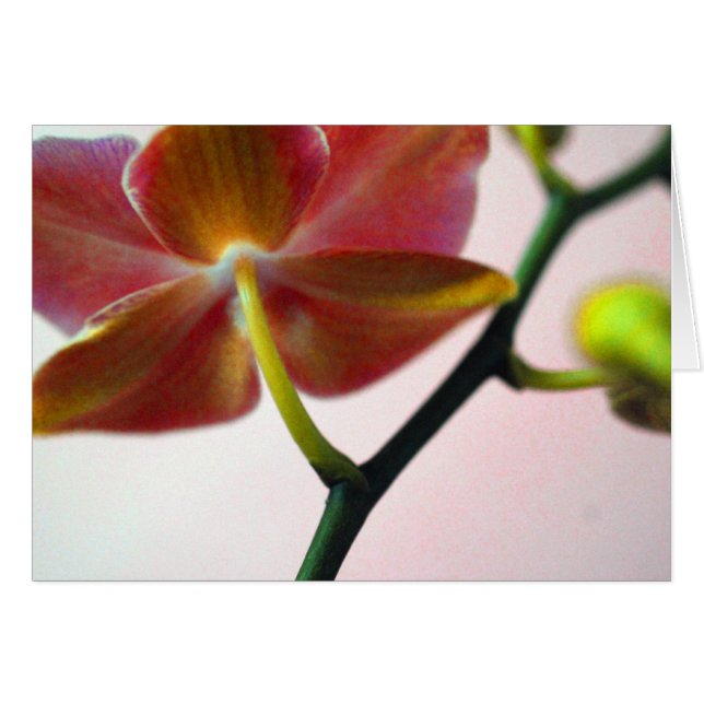Orchidée haïku (Devant horizontal)