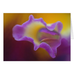 Orchidée hybride, Floride