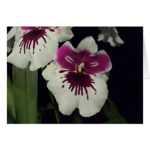 Orchidée hybride Miltonia