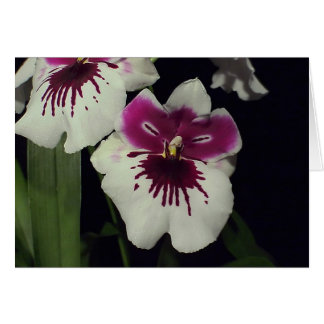 Orchidée hybride Miltonia