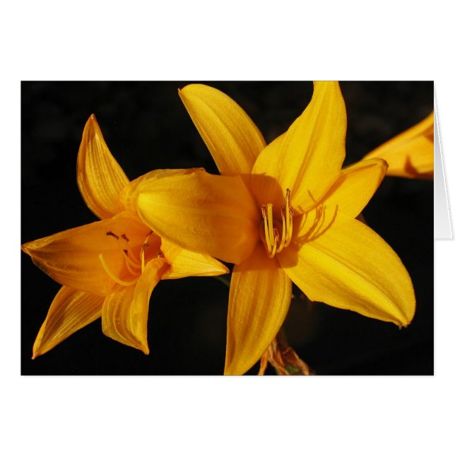 Orchidée jaune (Devant horizontal)