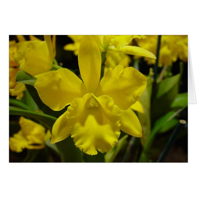 Orchidée jaune (Devant Horizontal)