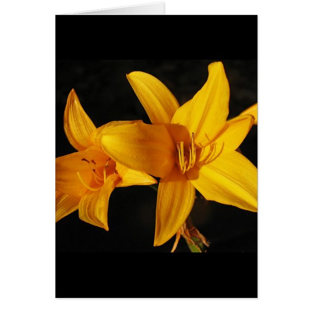 Orchidée jaune (Devant)