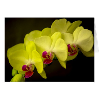 Orchidée jaune - Carte