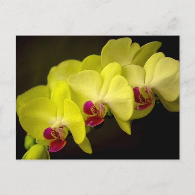 Orchidée jaune - Carte postale (Devant)