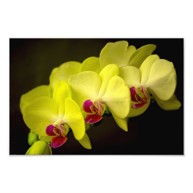 Orchidée jaune - Impression photo (Devant)