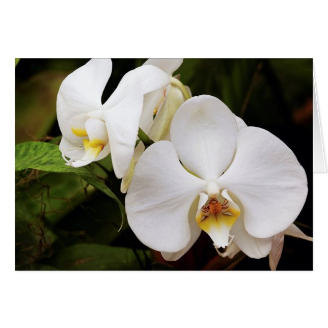 Orchidée Lune Blanche (Phalaenopsis Aphrodite) (Devant horizontal)