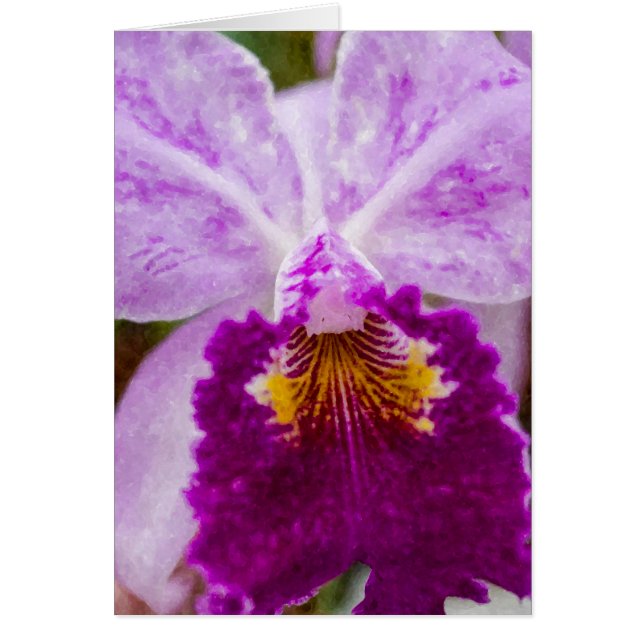 Orchidée mauve de passion (Devant)