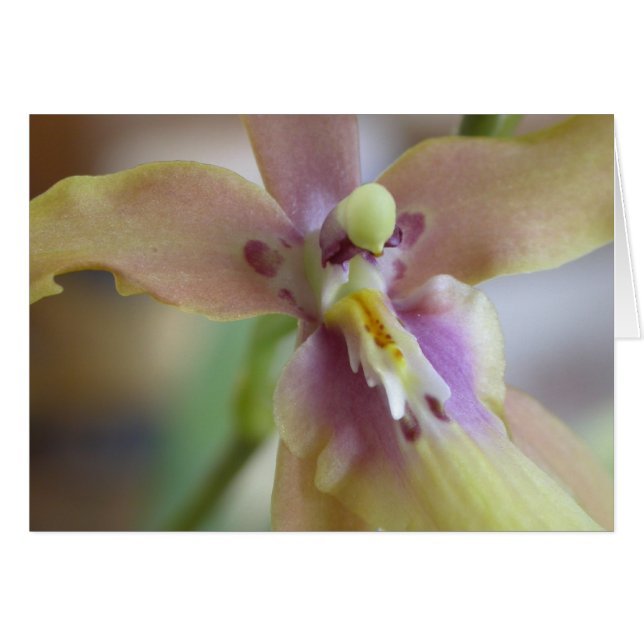 Orchidée Pastel Miltassia (Devant horizontal)