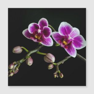 Orchidée rose blanc couleur sur noir pâle doux