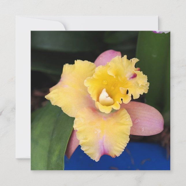 Orchidée rose et jaune pastel (Devant)