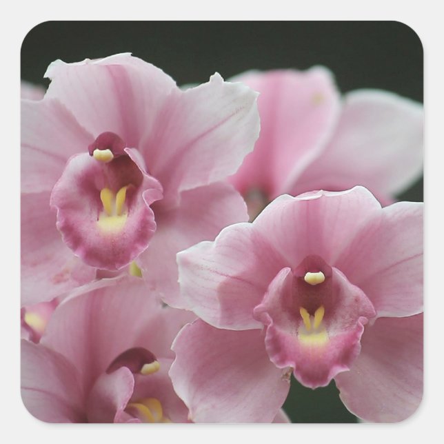 orchidée rose fermer les autocollants carrés (Devant)