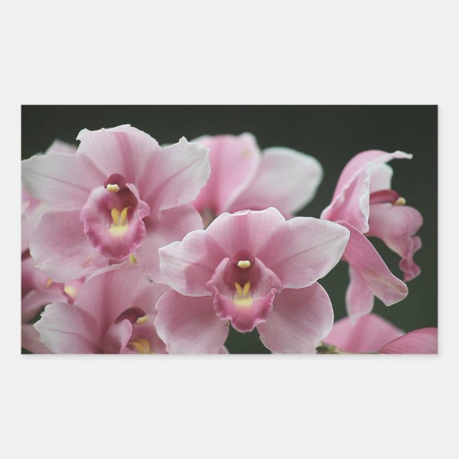 orchidée rose fermer les autocollants du rectangle (Devant)