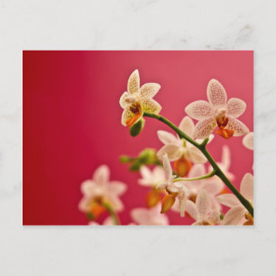 Orchidée rouge ・ Carte postale