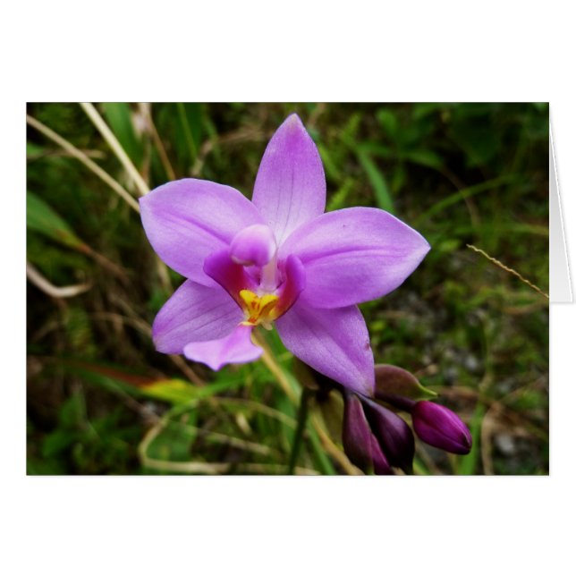 Orchidée sauvage violette Fleur tropicale (Devant horizontal)