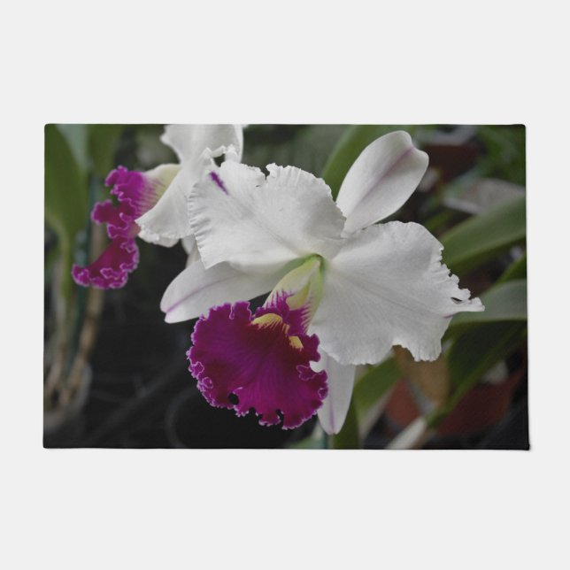 Orchidée tapis de sol blanc violet (Devant)