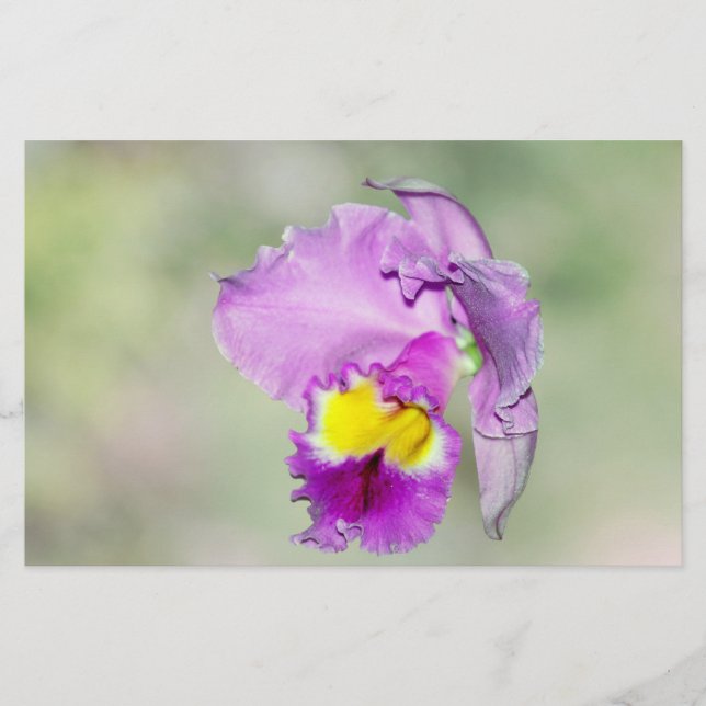 Orchidée touchée par Dieu pour maman (Devant)