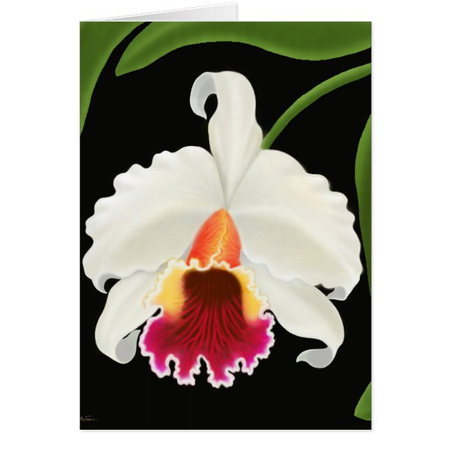 Orchidée tropicale exotique de Cattleya (Devant)