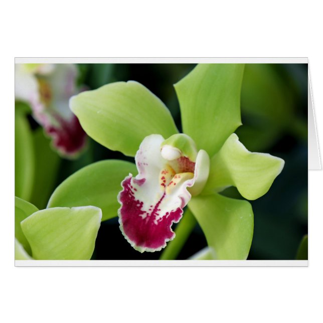 Orchidée verte (Devant horizontal)