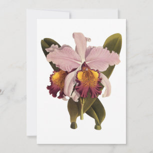 Orchidée vintage violette Cattleya, Fleurs tropica