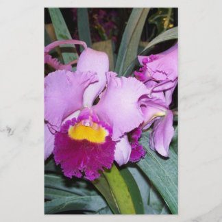 Orchidée violette