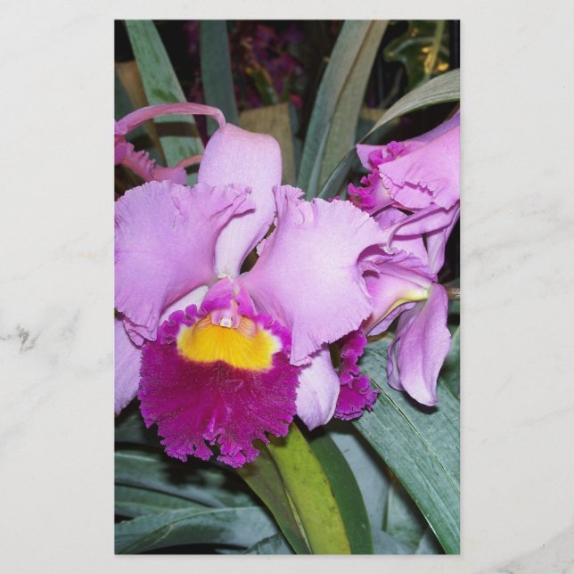 Orchidée violette (Devant)