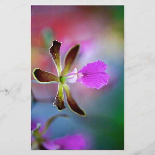 Orchidée violette (Devant)