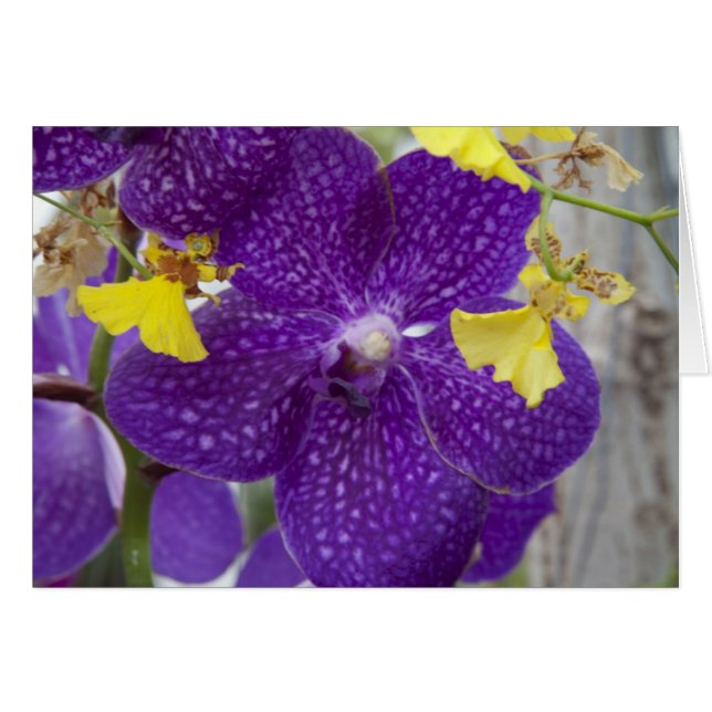 Orchidée violette